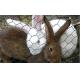 hot sale Rabbit Proof Netting manufacturer