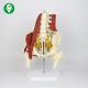 Lumbar Spine Skeleton Model / Educational Muscels Pelvic Spine Bone Model