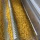 Automatic Heat Pump Nuts Seeds Drying System Pistachio Peanuts Continuous Belt Dryer