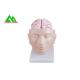 Human Head Section Medical Teaching Models Eco Friendly Allergy Free