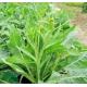 Folium Isatidis Extract / Dyers Woad Leaf Extract/indigowoad Leaf Extract/Indirubin