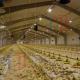 Q235B Q355B Steel Structure Chicken House , Economical Prefab Steel Structure Building
