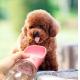 12-20OZ Drink Cup portable Foldable Dog Water Bottle For Walking