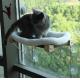 Safety Cat Shelves Space Saving Window Mounted Large Cats Seat