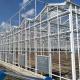Multi Span Steel Structure Venlo Glass Greenhouse Fiberglass Covering 1000m2