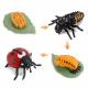 4 PCS Ladybird Animal Life Cycle Insect Growth Model Figure Cake Toppers Learning Development Toys For Boys Girls Kids