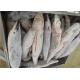 Delicious Seafrozen Sailfish 15kg 20kg Frozen Marlin