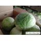 No Pollution Organic Green Cabbage Rich In Vitamin C Apply To Wholesaler