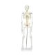 85cm Disarticulated Educational Skeleton Model For Medical Teaching