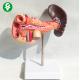 Plastic Human Anatomy Pancreas Spleen Duodenum Model High Precision