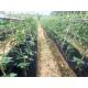 30gram 100% PP Agriculture Non Woven Cover Spunbond In 20 Meter Weed Control