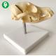 Canine Dog Skull Model Skeletal Education 0.3 Kg Easy Preserve Safety