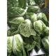 Delicious Chinese Manufactured Cabbage , Cruciferous Chinese Flowering Cabbage