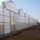 12m Polycarbonate Greenhouse Hydroponic Growing Systems