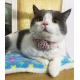 Sweet Custom Pet Collars / Flower Cat Collar Personalized Customized Logo