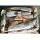 Light Red Frozen Giant Squid Whole Round 1-2kg Dosidicus Gigas