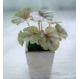 27cm Begonia Artificial Potted Floor Plants Table Office Home Decoration