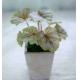 27cm Begonia Artificial Potted Floor Plants Table Office Home Decoration