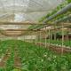 Plastic Sheet Cover Material Advanced Hydroponic Film Greenhouse