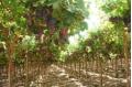 Australia starts audit of grape growers ahead of China entry