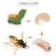 Hornet Life Cycle Figure Model Toy For Boys Girls Kids