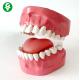 Human Oral Care Dental Typodont Models With Tongue Teeth Seam Practice Floss