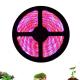 5m Full Spectrum Red Blue 4:1 LED Flower Lights