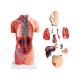 4D 42cm 15 Parts Human Torso Body Anatomy Model