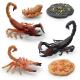 Scorpion Life Cycle Figure Model Toy For Boys Girls Kids