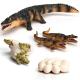 4 PCS Wild Wildlife Animal Figures Creatures Action Models Life Cycle Crocodile Alligator Figure