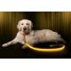 Safe Highly Visable LED Dog Leash Nylon Material