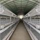 Hot Dip Galvanized Steel Fully Automatic Vertical H Type Multitier Chicken Egg Laying Cage