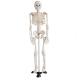 5' 6 Life Size Human Skeleton Anatomy Model For Medical Skeleton Education