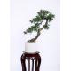 Custome Indoor Bonsai Tree , Original Bonsai Tree No Human Environment Harm