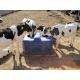 Thermo cow drinking Waterer blue /cattle automatic drinking trough capacity of 85L made of LLDPE for animal comfort