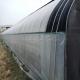 Maximize Mushroom Production with Customizable Single-Span Agricultural Greenhouses