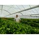 PE Plastic Film Strawberry Plant Greenhouse With Hydroponics System