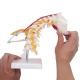 Students Study Anatomical Skeleton Model Cervical Spine Bone ODM