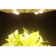 415W LED Grow Lights Full Spectrum Growing From Vegetate To Bloom , Grow Rooms / Tents