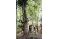 More than 1,500 ancient endangered trees found in Guangdong