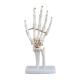 Life Size Anatomical Skeleton Model VIC-114 Hand Joint Real Human Skeleton Model