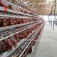 Professional Layer Battery Cage Install In Nigeria  Automatic Chicken Cage Doris