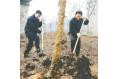 Liang Baohua and Luo Zhijun Participated in the Collective Compulsory Tree Planting Activities