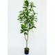 4 Ft Artificial Indoor Plants , Artificial Trees For Living Room Plastic Grow Pot Base