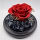 Romantic Real Eternal Roses , Glass Eternal Rose Gift Weddings Decoration