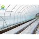 Customized Commercial Poly Tunnel Greenhouse 10*30 Square Meters For Cucumber