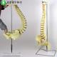 Artificial Anatomy Spine Skeleton Model Skeletal With Metal Stand 80 Cm Height