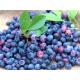 Bilberry Extract,Anthocyanidins 25%