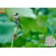 Garden Plastic Bird Netting UV Stabilised , Square Plastic Bird Mesh Black Color