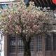 Romantic Big Artificial Blossom Tree Sakura Flower Supermarket Decoration